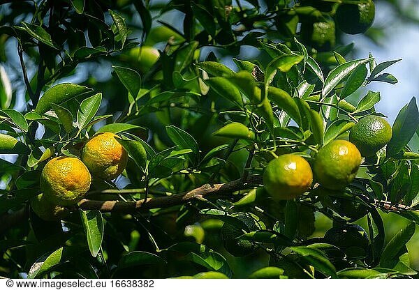 Halbreife Zitrusfrüchte (Mandarinen) hängen am Baum.