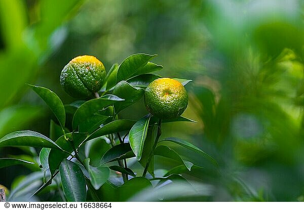 Halbreife Zitrusfrüchte (Mandarinen) hängen am Baum.
