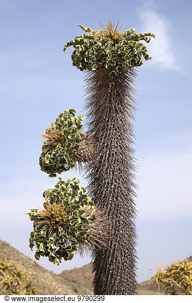 Halfmens (Pachypodium namaquanum)  Goegab Naturreservat  Südafrika