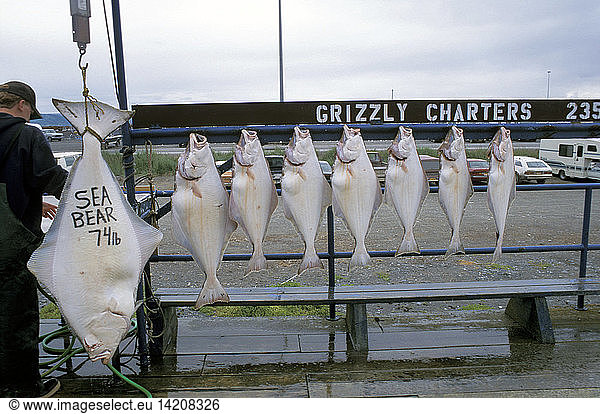 Halibut fish  Cook Inlet  Alaska  United States of America  North America