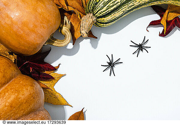 Halloween background with various pumpkins  autumn leaves and two spiders