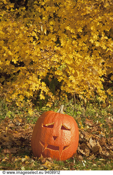 Halloween lantern in leaves during autumn