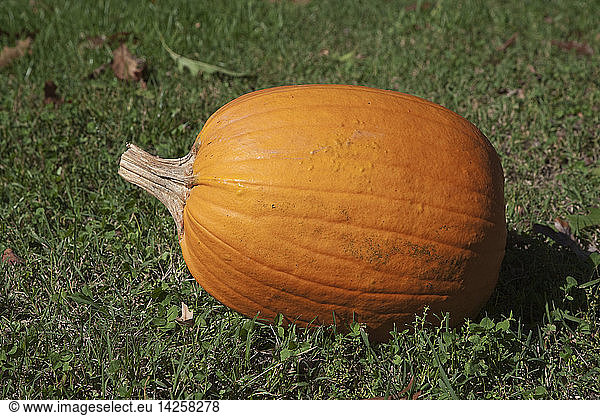 Halloween Pumpkin named ''Frosty''  Cucurbita  it can grow up to 10 Kg.