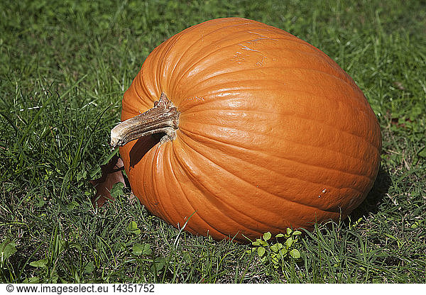 Halloween Pumpkin named Giant Lantern  Cucurbita it can grow up to 8 Kg.