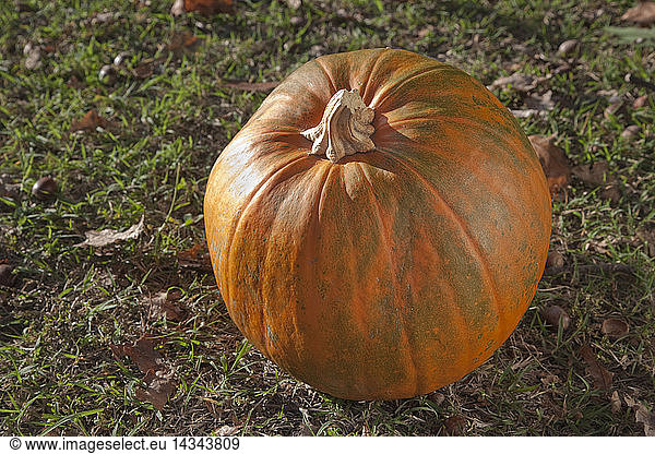 Halloween Pumpkin named ''Schooltime''  Cucurbita  it can grow up to 3 kg.