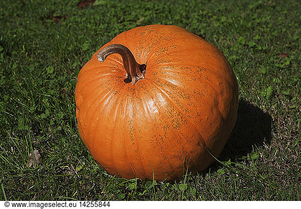 Halloween Pumpkin named Trax Field  Cucurbita  it can grow up to 8 Kg.