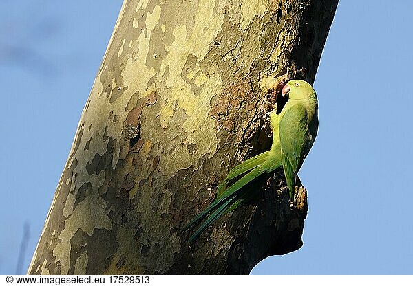 Halsbandsittich (Psittacula krameri) hängt an einem Baum an der Bruthöhle  wildlife  Deutschland  Europa