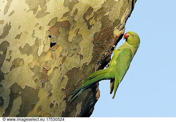 Halsbandsittich (Psittacula krameri) hängt an einem Baum an der Bruthöhle  wildlife  Deutschland  Europa