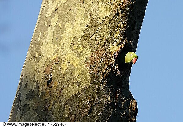 Halsbandsittich (Psittacula krameri) schaut aus einem Baum in der Bruthöhle  wildlife  Deutschland  Europa