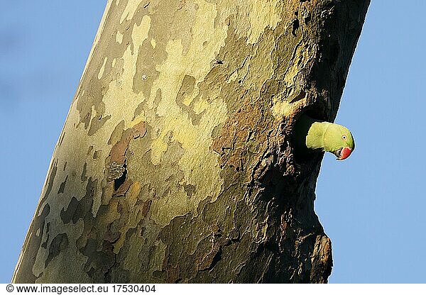 Halsbandsittich (Psittacula krameri) schaut aus einem Baum in der Bruthöhle  wildlife  Deutschland  Europa