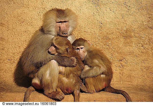 Hamadryas baboons (Papio hamadryas)  animal group sits close together  captive