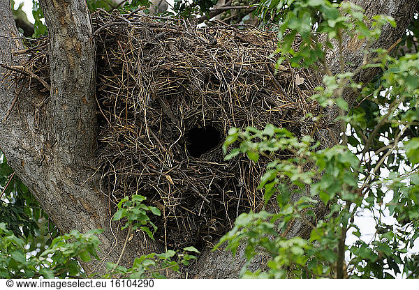 Hamerkop (Scopus umbretta) nest in a tree Botswana
