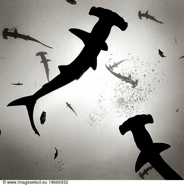 HAMMERHEADS