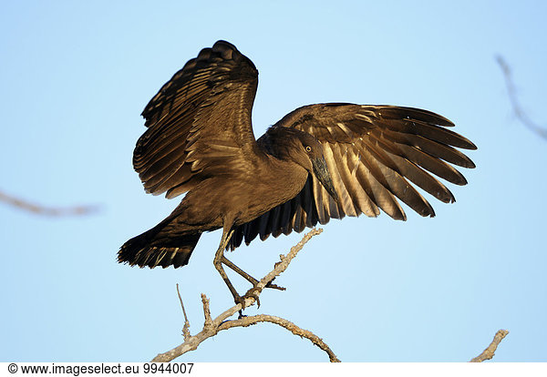 Hammerkopf  Schattenvogel (Scopus umbretta) landet auf einem Ast  Süd-Luangwa-Nationalpark  Sambia  Afrika