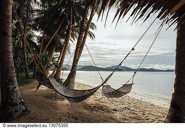 Hammocks hanging amidst coconut palm trees at beach