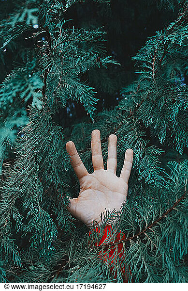 hand betwen green pine tree leaves