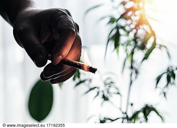 Hand eines jungen Mannes  der einen brennenden Marihuana-Joint gegen eine Cannabis-Pflanze hält