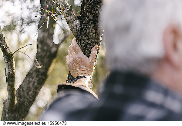 Hand eines älteren Mannes berührt Baumstamm