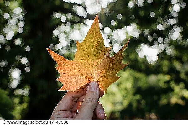 hand holding a maple leaf up to golden light in a forest in autumn