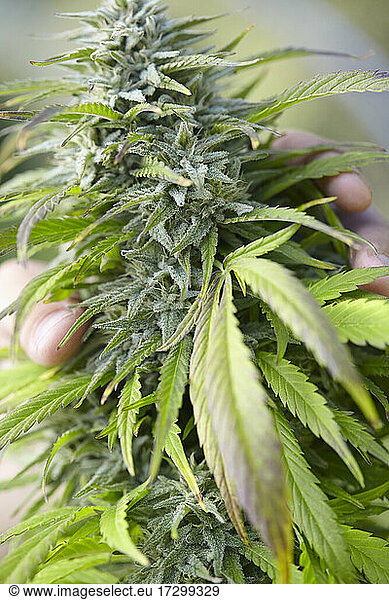 hand holding large cola of cannabis strain