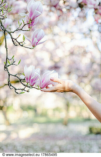 hand of a white young woman touches a magnolia in bloom