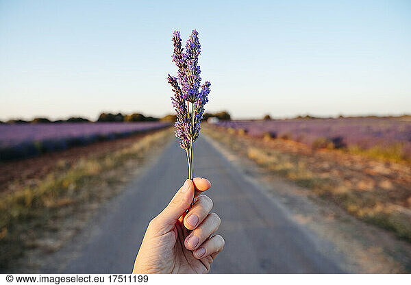 Hand of adult woman holding lavender against rural road