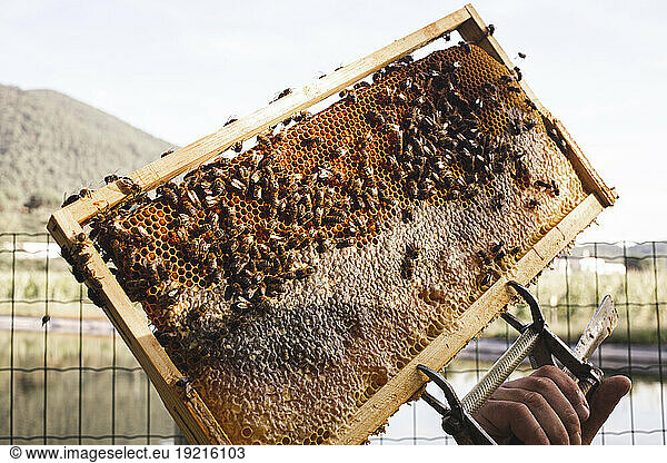 Hand of beekeeper holding hive frame with honeycomb under sky