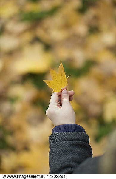 Hand of boy holding autumn leaf