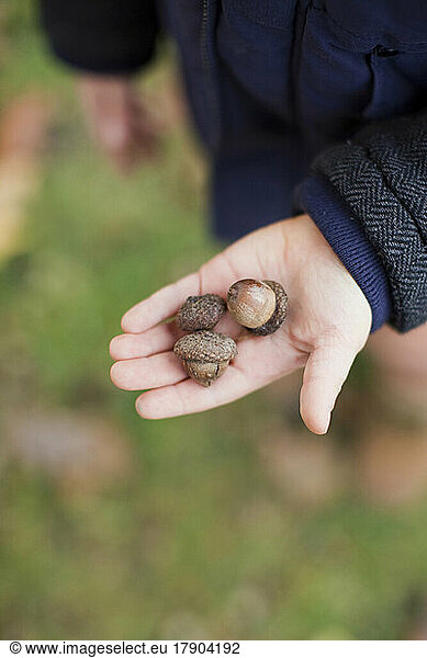 Hand of boy showing acorn