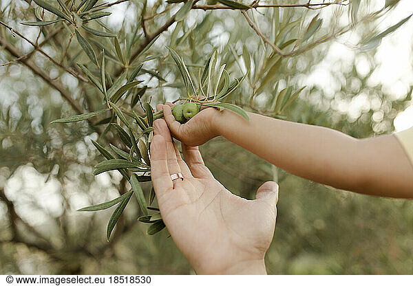 Hand of daughter and father touching olives
