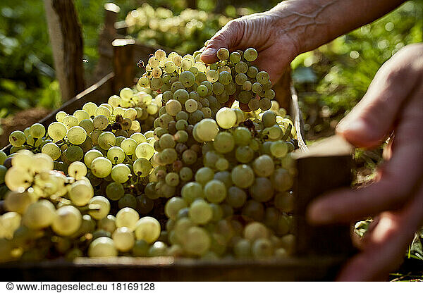 Hand of farmer holding bunch of grapes