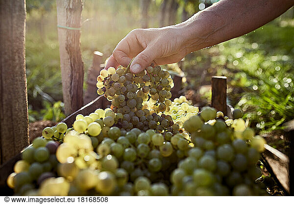 Hand of farmer holding bunch of grapes on sunny day