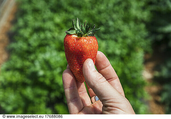 Hand of farmer holding fresh red strawberry on sunny day