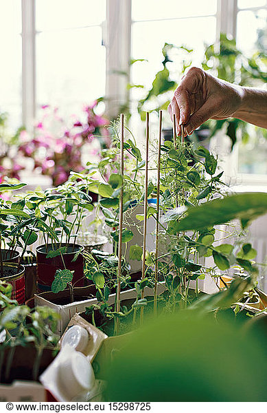 Hand of female environmentalist positioning sticks by plants at home