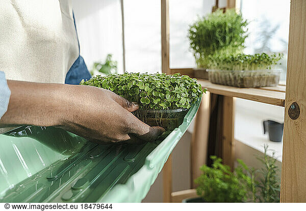 Hand of gardener putting microgreen in container at home