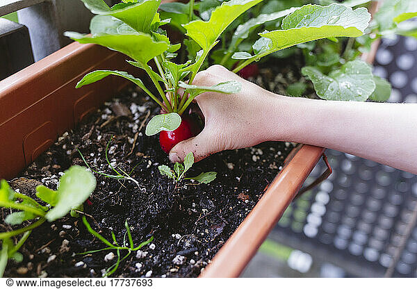 Hand of girl harvesting radish on balcony