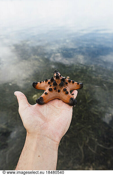 Hand of man holding star fish
