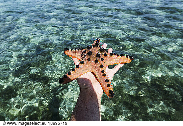 Hand of man holding starfish with sea in background