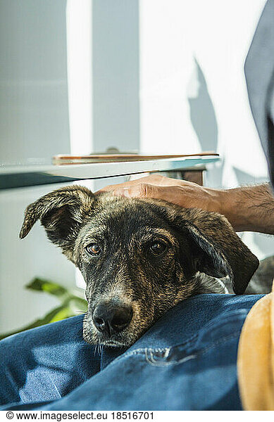 Hand of owner stroking dog resting on lap at home