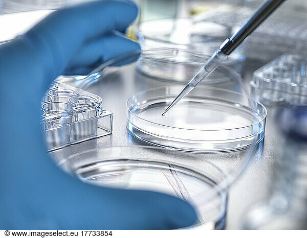 Hand of scientist transferring solution from pipette to petri dish in laboratory