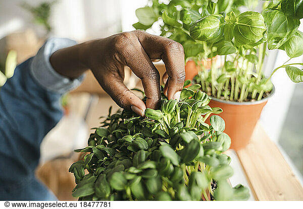 Hand of woman checking sunflower microgreen at home