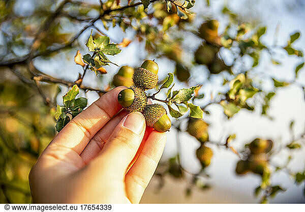 Hand of woman holding acorn on sunny day