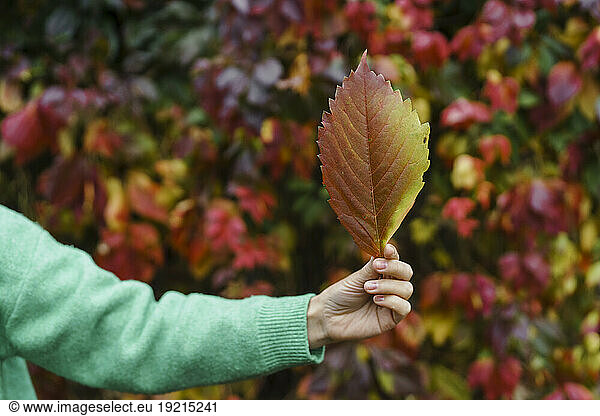 Hand of woman holding autumn leaf