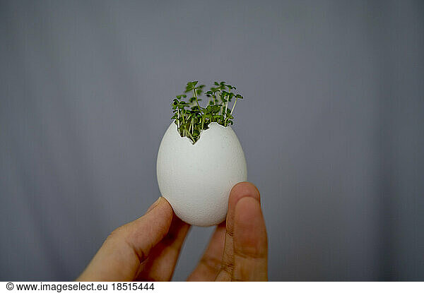 Hand of woman holding eggshell with seedling