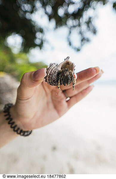 Hand of woman holding hermit crab in front of beach