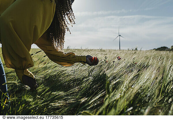 Hand of woman picking flower in meadow on sunny day