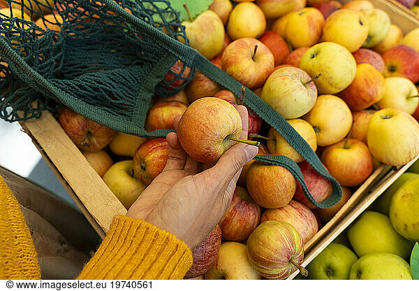 Hand of woman picking up apples at farmer's market