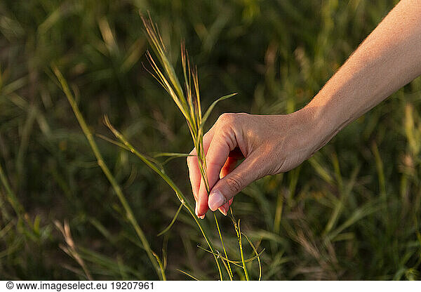 Hand of woman plucking grass in meadow