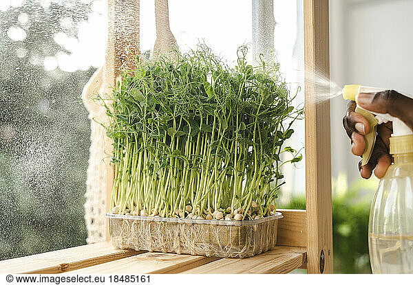 Hand of woman spraying micro peas in container on shelf at home
