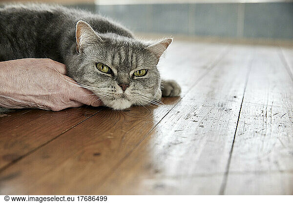 Hand of woman stroking cat lying on floor at home